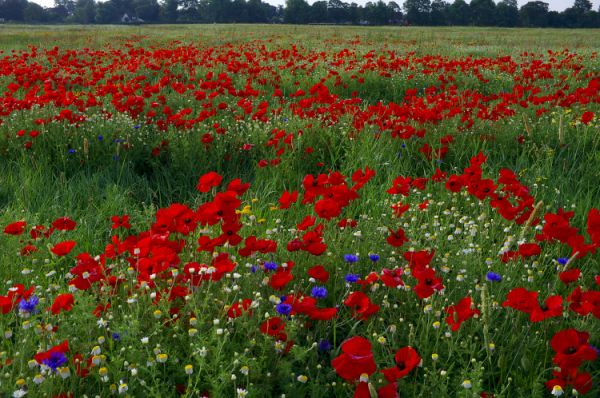 Poppy Field