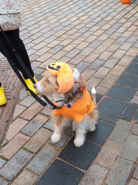 Dog in Halloween costume
