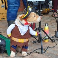 Dog in pirate fancy dress