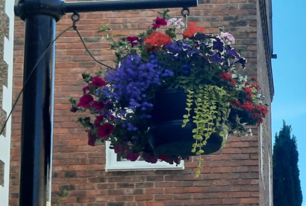 picture of hanging basket