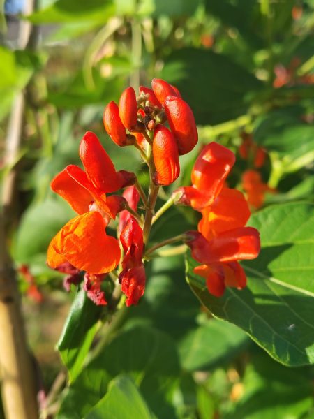 flowers on a runner bean plant