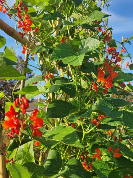 flowers on runner bean plants