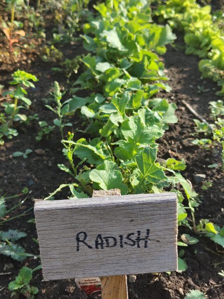 radishes growing