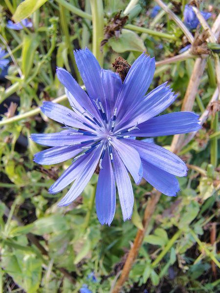 pretty purple flower