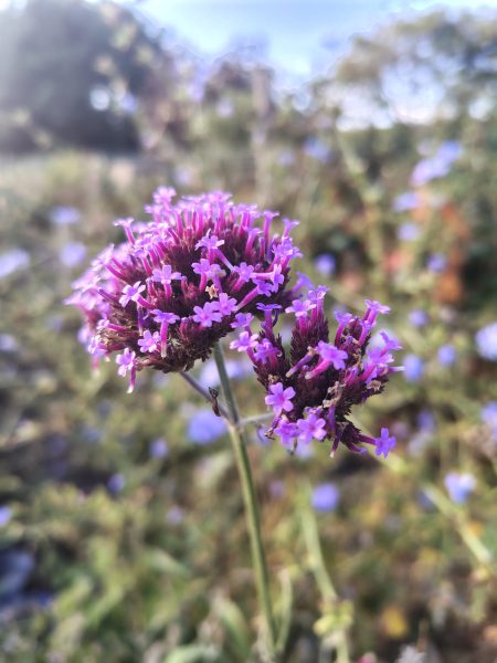 lovely purple flowers
