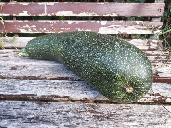 a large courgette sat in the sun