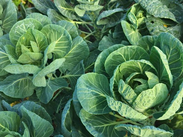 cabbages growing