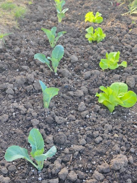 small crops growning