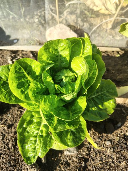 a large lettuce growing