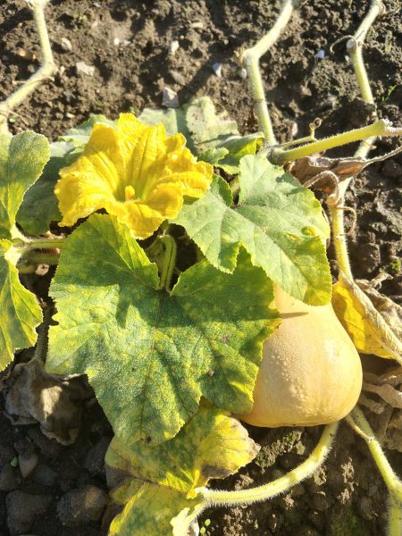 butternut squash growing