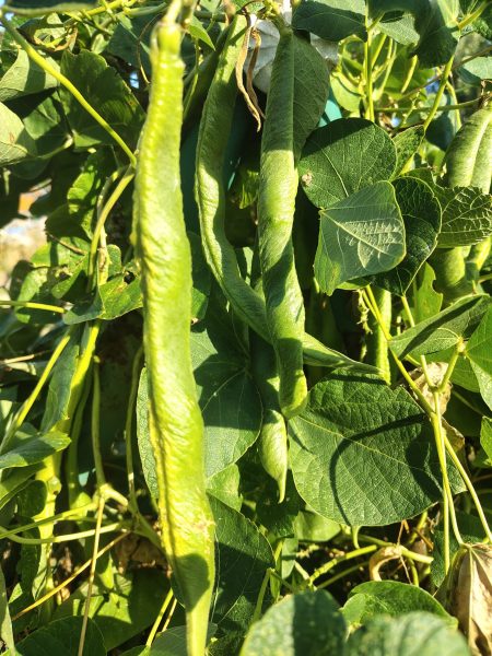runner beans