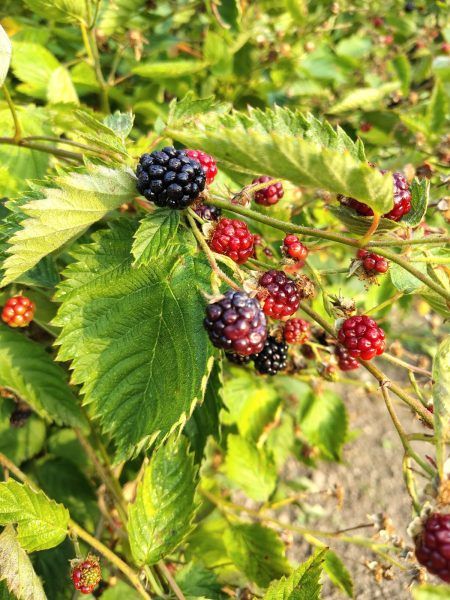blackberries growing
