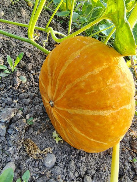 a large pumpkin