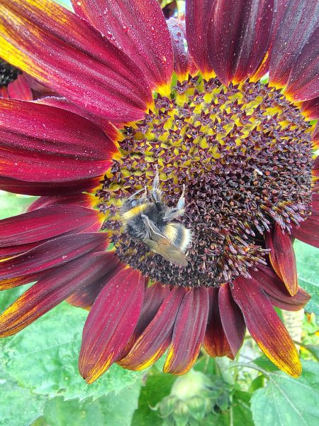 A bee on a sunflower