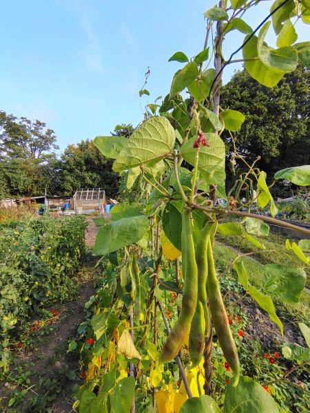 runner beans growing