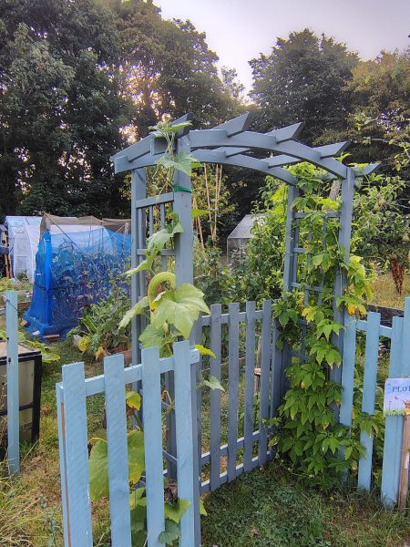 plants around a trellis