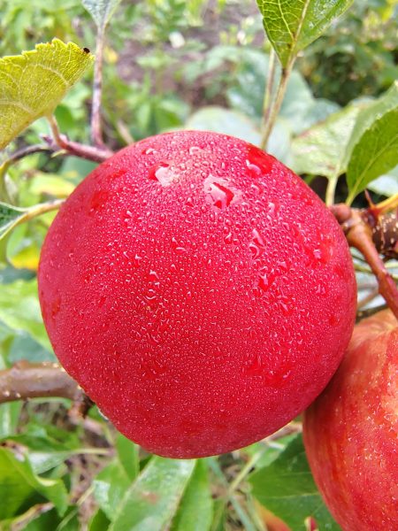 shiny red apple
