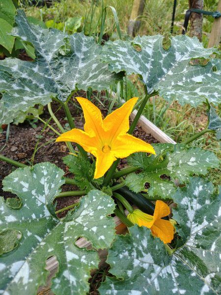 butternut squash flowers
