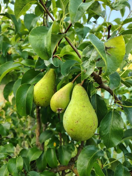 pears on a tree