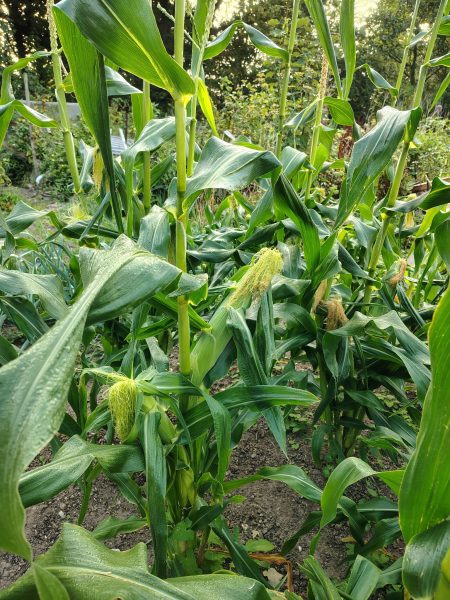 sweetcorn plants
