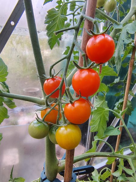 Tomatoes growing on the vine