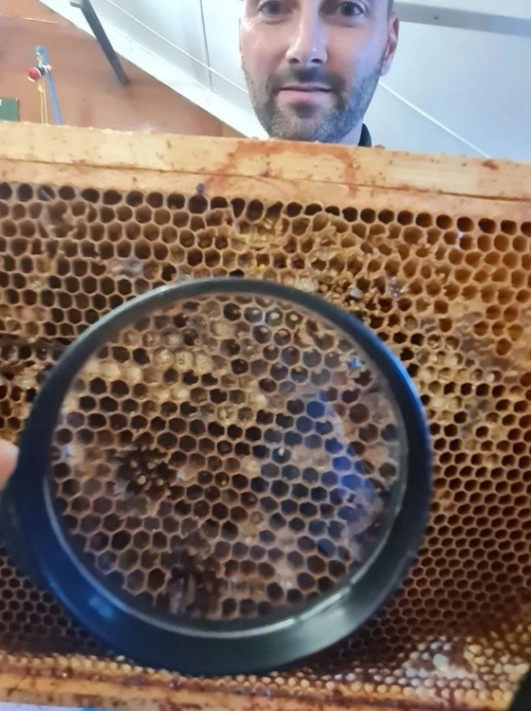 Observation hive